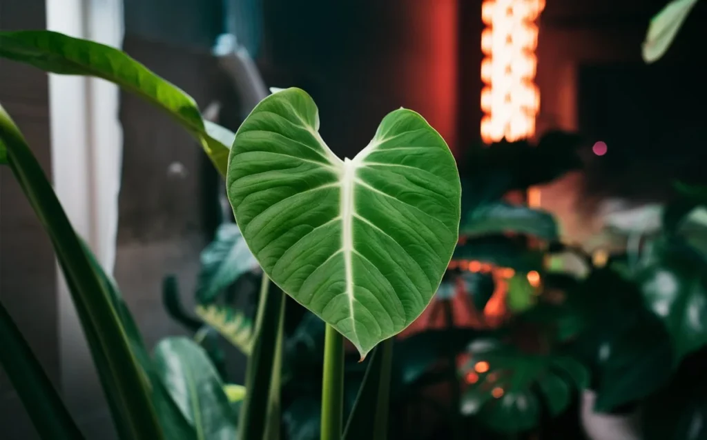  single, healthy new leaf emerging from an Alocasia Amazonica plant, with a background showing a mix of natural and artificial light sources.